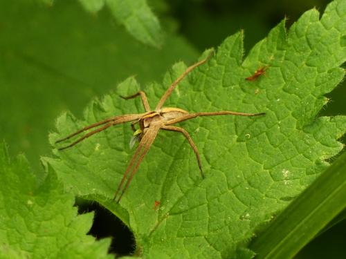 Pisaura mirabilis
